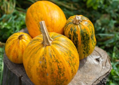 Orange ripened pumpkins lies on a tree stump, fresh organic vegetables from the gardenの写真素材
