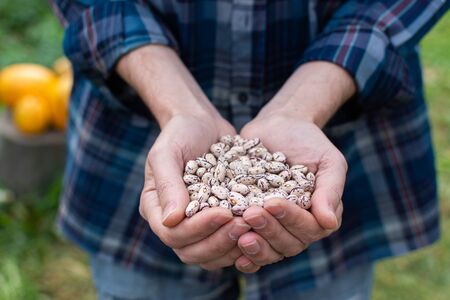 Farmer holding a fresh harvest of white beansの写真素材
