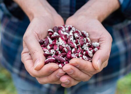 Farmer holding a fresh crop of spotted beansの写真素材