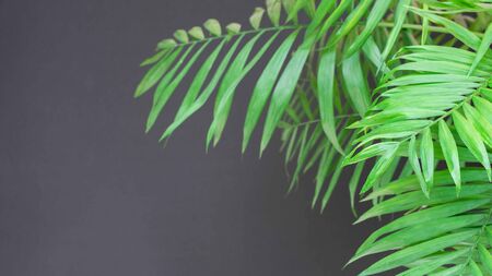 Large green branches of a houseplant dypsis on a gray background, palm leaves close upの写真素材