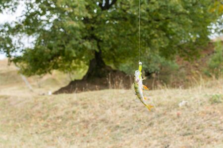 A good catch, little perch on a fishing rod hookの写真素材