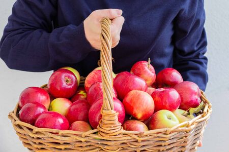 Woman holds a big wicker basket with red and yellow apples on a background of a white wall, fresh harvest from the gardenの写真素材