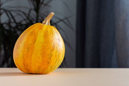 Orange ripened pumpkin closeup, fresh organic vegetables from the gardenの写真素材