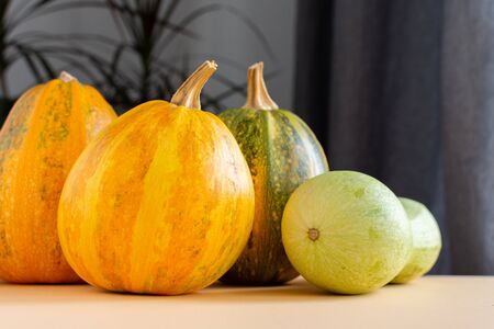 Orange ripened pumpkins and zucchini closeup, fresh organic vegetables from the gardenの写真素材