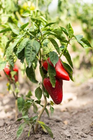 Garden beds with ripening sweet red pepper, organic pepper bushの写真素材