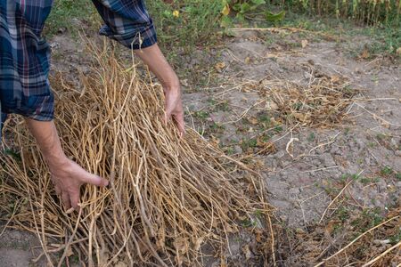 Farmer removes dry bean pods, autumn garden cleaningの写真素材