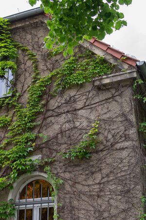 Wall with a window of the building with climbing greenery in the Friedrichshain district of Berlin, Germanyの写真素材