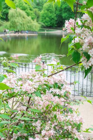Walk on a warm sunny day in the park Volkspark Friedrichshain, lake in the parkの写真素材
