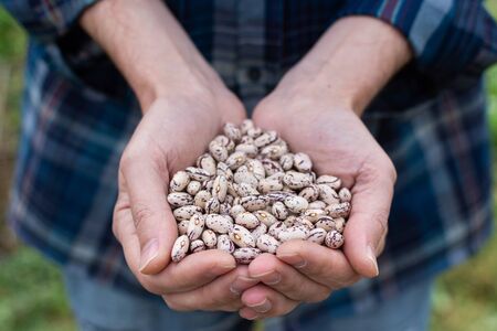 Farmer holding a fresh harvest of white beansの写真素材