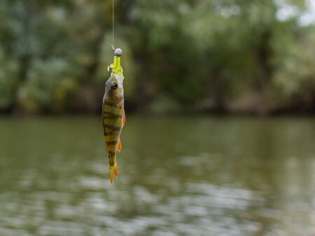 A good catch, little perch on a fishing rod hookの写真素材