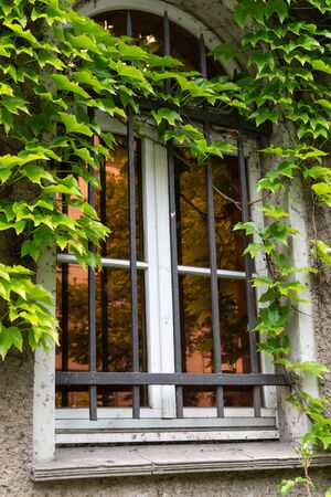 Wall with a window of the building with climbing greenery in the Friedrichshain district of Berlin, Germanyの写真素材