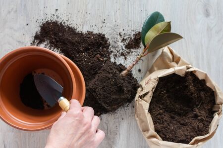 Woman replanting Ficus flower in a new brown clay pot, the houseplant transplant at homeの写真素材
