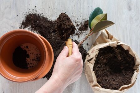 Woman replanting Ficus flower in a new brown clay pot, the houseplant transplant at homeの写真素材