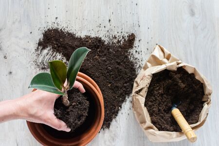 Woman replanting Ficus flower in a new brown clay pot, the houseplant transplant at homeの写真素材