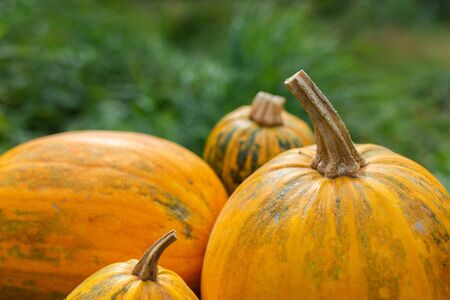 Orange ripened pumpkins in the garden, fresh organic vegetables from the gardenの写真素材