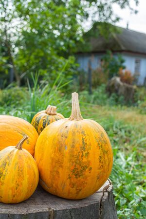 Orange ripened pumpkins lies on a tree stump, fresh organic vegetables from the gardenの写真素材