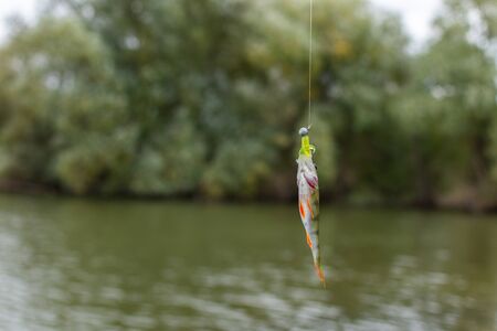 A good catch, little perch on a fishing rod hookの写真素材
