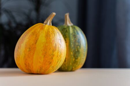 Orange ripened pumpkins closeup, fresh organic vegetables from the gardenの写真素材