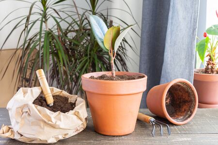 Transplanting Ficus flower in a new brown clay pot, the houseplant transplant at homeの写真素材