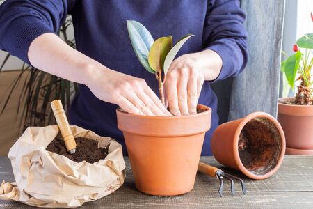 Woman replanting Ficus flower in a new brown clay pot, the houseplant transplant at homeの写真素材