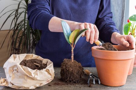 Woman replanting Ficus flower in a new brown clay pot, the houseplant transplant at homeの写真素材