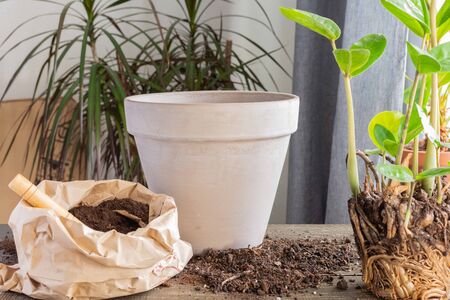 Transplanting Zamioculcas flower in a new brown clay pot, the houseplant transplant at homeの写真素材