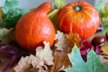 Autumn background with orange pumpkins and leaves of maple, oak and grape and chestnut fruitsの写真素材