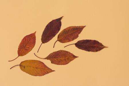 Fallen sweet cherry leaves on yellow background, autumn concept, flat lay, top viewの写真素材
