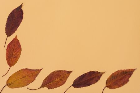 Fallen sweet cherry leaves on yellow background, autumn concept, flat lay, top view,copy spaceの写真素材