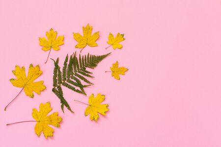 Fallen fern and maple leaves on pink background, autumn concept, flat lay, top view, copy spaceの写真素材