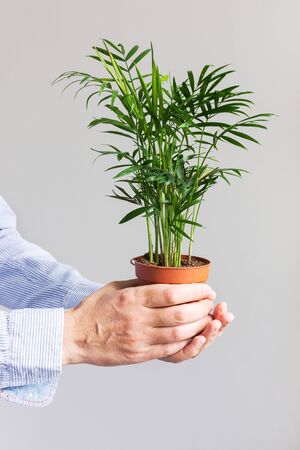 Beautiful green indoor dypsis flower in a pot in male hands on a white wall backgroundの写真素材