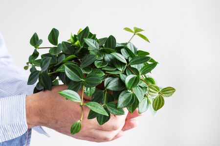 Beautiful green indoor flower in a pot in male hands on a white wall backgroundの写真素材