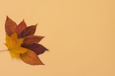 Fallen sweet cherry and maple leaves on yellow background, autumn concept, flat lay, top view,copy spaceの写真素材
