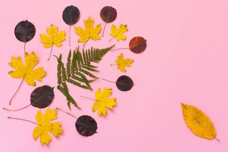Fallen fern and maple and pear leaves on pink background, autumn concept, flat lay, top view, copy spaceの写真素材