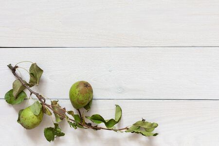 Fresh organic green pears with leaves on a natural white wooden backgroundの写真素材