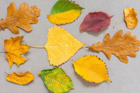 Fallen colorful leaves of trees on a gray background, autumn backgroundの写真素材