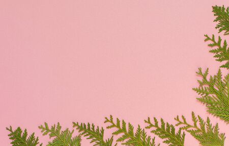 Festive christmas background, fir branches on pink background, flat lay, top viewの写真素材