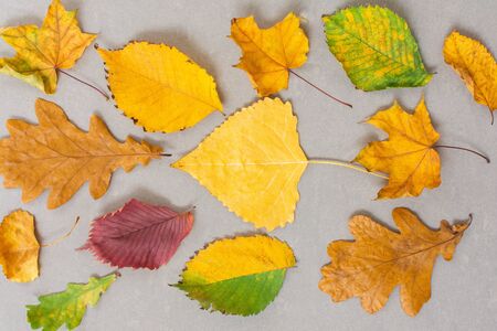 Fallen colorful leaves of trees on a gray background, autumn backgroundの写真素材