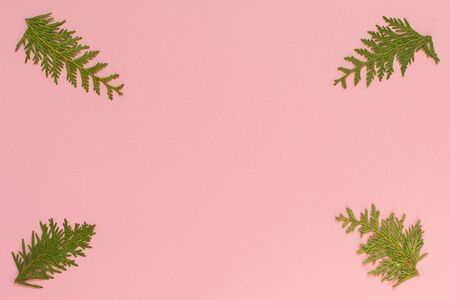 Festive christmas background, fir branches on pink background, flat lay, top viewの写真素材