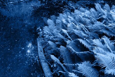 The Tiergarten, walk through the green beautiful park in central Berlin, plants near the water in trendy blue colorの写真素材