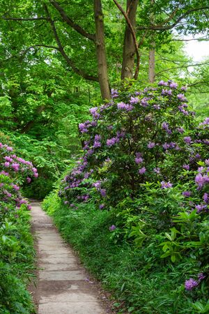 The Tiergarten, walk through the green beautiful park in central Berlin , green lawns and beautiful flowersの写真素材