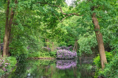 The Tiergarten, walk through the green beautiful park in central Berlin, beautiful large bushes with flowers near the riverの写真素材