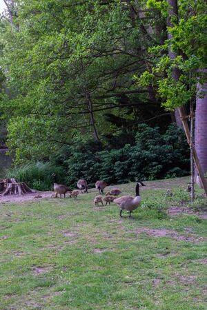 The Tiergarten, walk through the green beautiful park in central Berlin, ducks swim in the lakeの写真素材