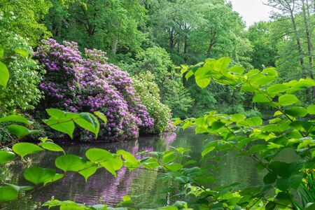The Tiergarten, walk through the green beautiful park in central Berlin, beautiful large bushes with flowers near the riverの写真素材