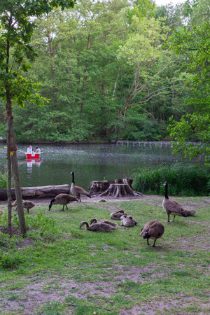 The Tiergarten, walk through the green beautiful park in central Berlin, ducks swim in the lakeの写真素材