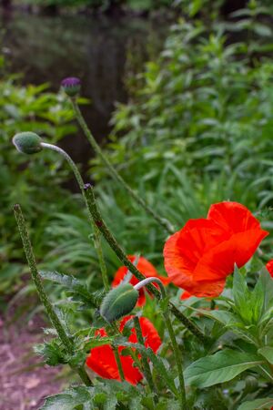 The Tiergarten, walk through the green beautiful park in central Berlin, red poppies near the riverの写真素材
