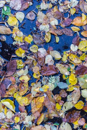 Colorful fallen leaves in a puddle of water, autumn backgroundの写真素材