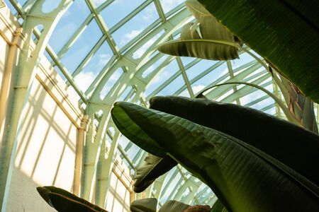 Large beautiful green house plants under a glass dome, Bird of Paradise , Strelitzia reginaeの写真素材