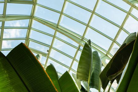 Large beautiful green house plants under a glass dome, Bird of Paradise , Strelitzia reginaeの写真素材