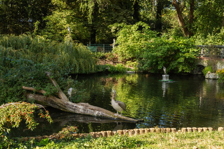 Berlin, Germany- October 7, 2019: Berlin Zoological Garden , birds in the pondのeditorial素材